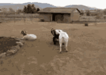 How Do I Steer This Thing? GIF - Goat Wagon Ride GIFs