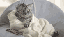 Cold Kitten GIF - Cold Cat Freezing GIFs