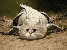 Cat Alligator GIF