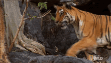Im Coming Tiger Cub Escape GIF