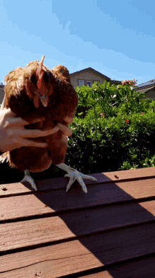 Chicken Escape GIF