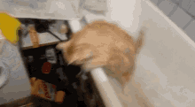 Can'T Get Out GIF - Cat Bathtub Fail GIFs