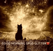 Good Morning Cat GIF - Good Morning Cat Stars GIFs
