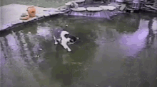 cat chase fish frozen pond