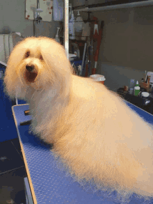 coton de tulear grooming coton de tulear show dog