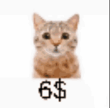 6dolla Cat GIF