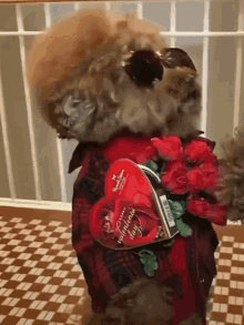Handsome Funny GIF - Handsome Funny Dog GIFs