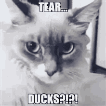 Tear Ducks Cat GIF - Tear Ducks Cat Shocked GIFs