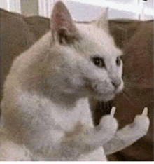 a white cat is sitting on a couch and giving a middle finger .