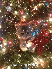 Merry Christmas Happy New Year To All GIF - Merry Christmas Happy New Year To All Cat GIFs