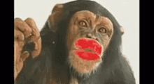 Kiss Monkey GIF - Kiss Monkey Love GIFs