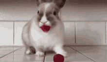 Bunny Cherry On Top GIF - Bunny Cherry On Top Funny GIFs
