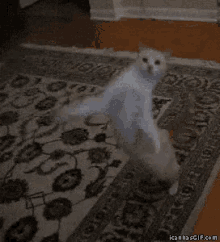 Cat Dance GIF - Cat Dance Cat Dance GIFs