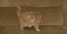 Cat Couch GIF - Cat Couch Sofa GIFs