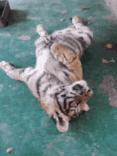 Tiger Yawning GIF