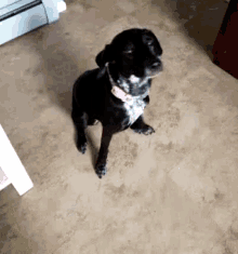 Olive Dogs GIF - Olive Dogs Happy Dog GIFs