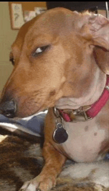 a brown dog wearing a red collar and a tag