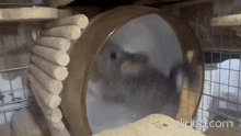 a chinchilla is running in a hamster wheel .