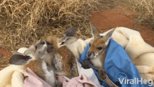 cuddles babies joey kangaroo snuggles