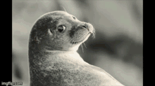 Seal With It Brad Pitt GIF