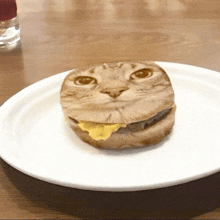 a white plate with a hamburger that looks like a cat