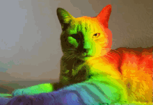 Rainbow Unimpressed GIF - Rainbow Unimpressed Cat GIFs