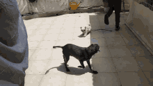 Dogs Running GIF - Dogs Running Playing GIFs