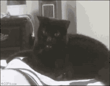 Cat Angry GIF - Cat Angry Bite GIFs