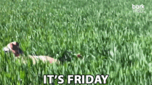 Its Friday Dog GIF