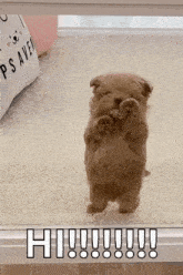 a small brown puppy is standing on its hind legs in front of a window and looking out .