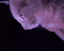 a close up of a cat 's face with a purple background