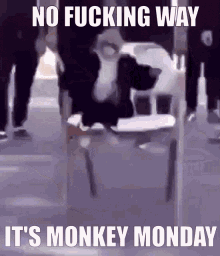 Monkey Monday GIF - Monkey Monday Monkey Monday GIFs