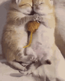 Snuggle Cat GIF
