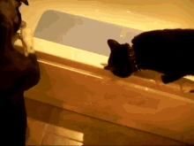 Get In There! GIF - Bath Dog Cat GIFs