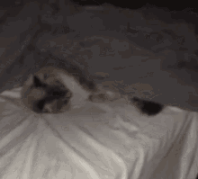 Sleep Sleeping Cat GIF - Sleep Sleeping Cat Good Night GIFs