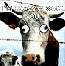 Love Crazyaboutyou GIF - Love Crazyaboutyou Cows GIFs