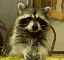 Raccoon Eating GIF - Raccoon Eating Wild Animals GIFs