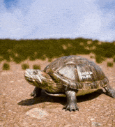 Turtle Shell GIF - Turtle Shell Cursed GIFs
