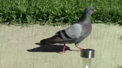 Pigeon Walk GIF - Pigeon Walk Motion - Discover & Share GIFs Pigeon Walk GIF - Pigeon Walk Motion - Discover & Share GIFs