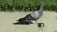 pigeon walk motion track