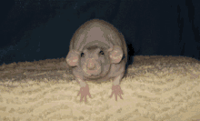 Ratatouille Cute GIF