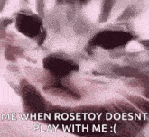 a close up of a cat 's face with the words `` me when rosetoy doesn 't play with me '' .