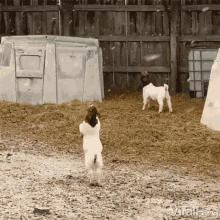 catching snow viralhog playing in the snow boer goats cute