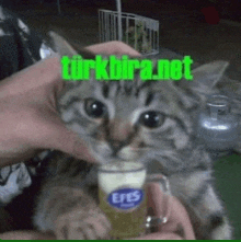 a person holding a cat with a mug of efes beer