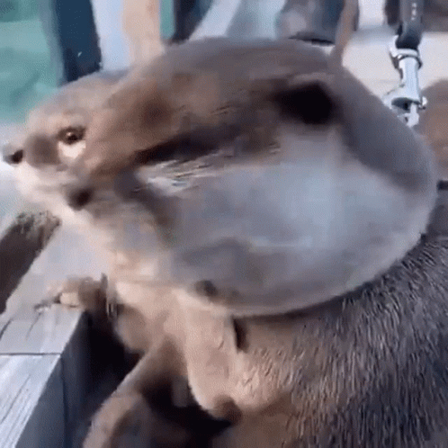 Surprised Otter Surprised GIF - Surprised Otter Surprised GIFs