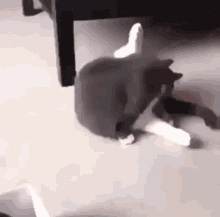 Funny Cat GIF - Funny Cat Fast GIFs