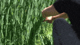 a person in a black shirt is kneeling down in a field of tall grass