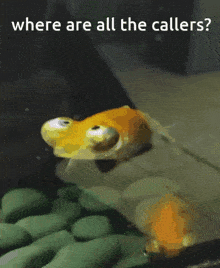 a goldfish with googly eyes is swimming in a tank with the words " where are all the callers " below it