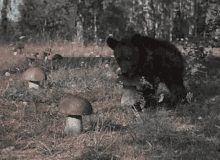 Forager Steal GIF - Forager Steal Wild GIFs