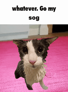 a black and white cat standing on a pink rug with the words whatever go my sog above it